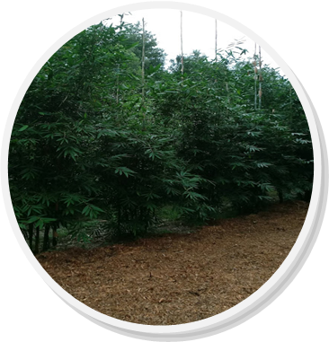 orlando privacy fence